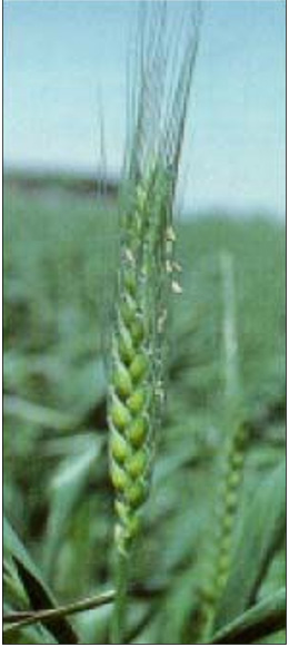 Wheat plant at boot stage.