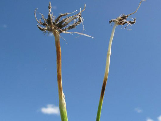 Photo - Variation in eyespot lesions on lower wheat stems.
