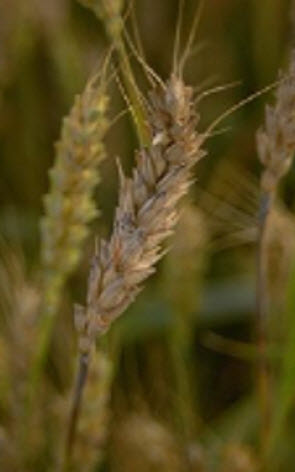 Photo - Wheat head infected with Fusarium graminearum.