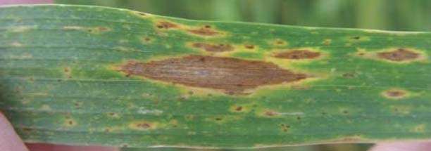 Photo - Wheat leaf with tan spot lesions during different stages of maturity.