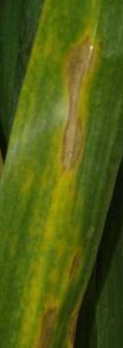 Photo - Wheat leaf with irregular shaped tan spot lesions.
