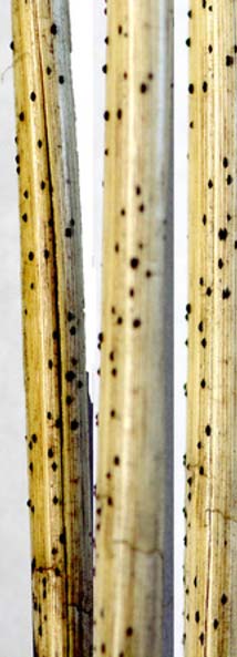 Photo - Wheat stems with dark colored overwintering structures.