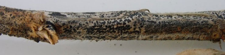 Photo - Anthracnose infected soybean stem with black lesions in an unorganized pattern.