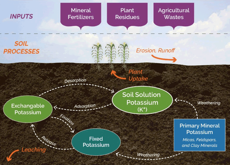 Illustration - Soil potassium cycle.