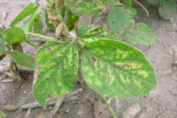Photo - Damage to a soybean plant from atrazine carryover.