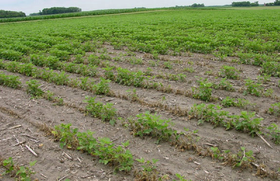 Photo - Uneven response of soybeans to soil residues of atrazine applied to corn the previous year.