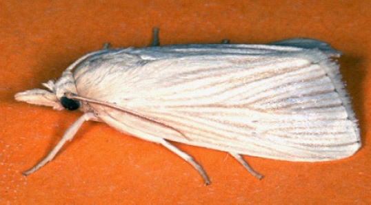 Photo - southwestern corn borer adult - moth