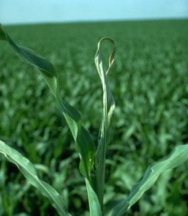 Photo - growing corn plant damaged from common stalk borer
