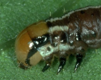 Photo - Early-stage stalk borer head - closeup