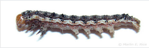 Photo - Corn earworm - multicolored stripes
