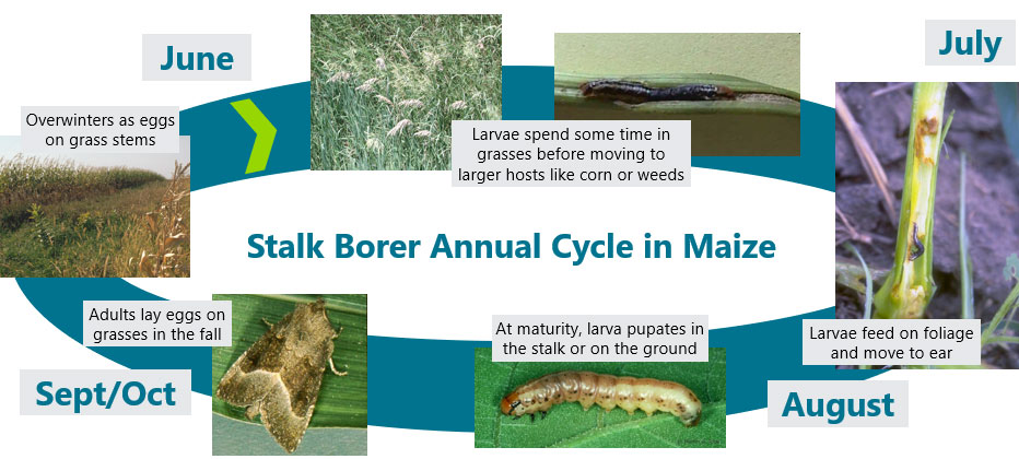 Timeline - common stalk borer life cycle.