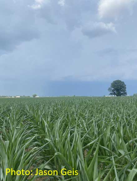 rain and hail damage to early season cornfield