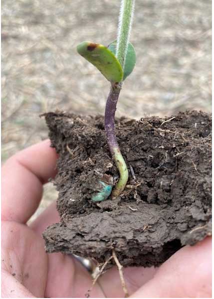 seedling and roots