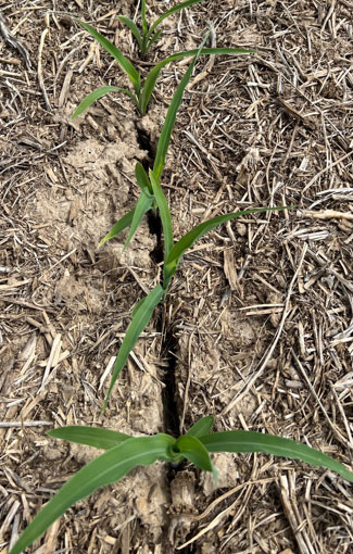 emergence issues - young corn plants
