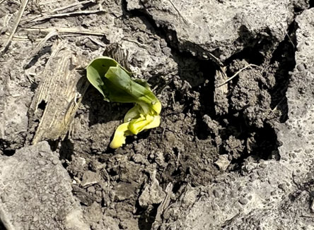 emergence issues - young corn plants