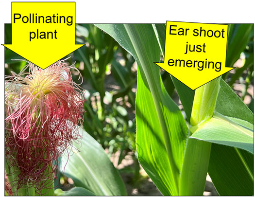 uneven corn plant development