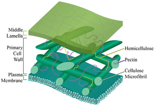 Illustration - Close-up of plant cell wall, showing the key components that maintain structural integrity.