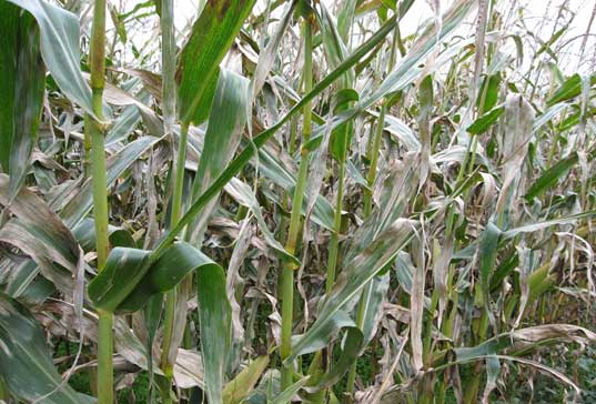 Photo - Closeup - Corn field severely infected by northern corn leaf blight.
