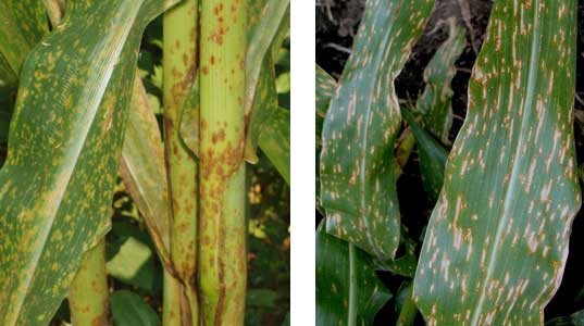 Photo - Southern rust on corn (left), gray leaf spot on corn (right).