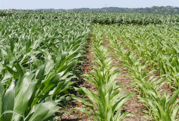 Visual nitrogen deficiency symptoms in corn study indicated that hand application of fertilizer was successful for achieving precise placement and establishment of nitrogen deficient environments.