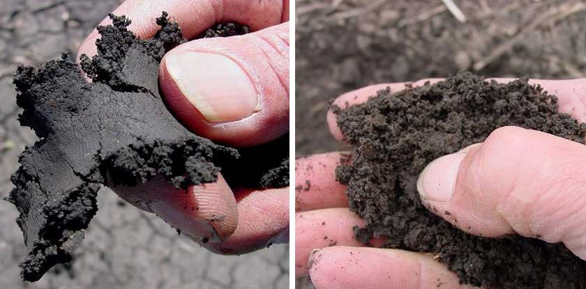 Photo - Comparison - Soil that is too wet to plant forming a ribbon when squeezed between thumb and forefinger and soil that is fit for field work crumbling when pressed