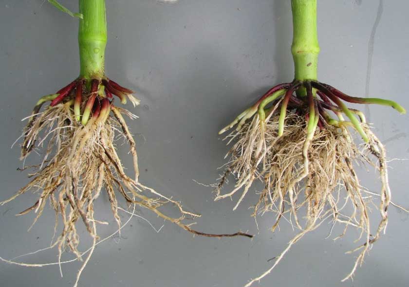 Photo - Corn roots concentrated directly underneath the stalk and roots showing greater mass and more even distribution.