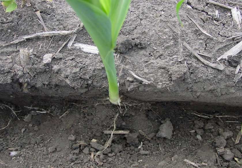 Photo - Wet soils at planting can lead to sidewall smearing that restricts optimum nodal root growth and yield potential.