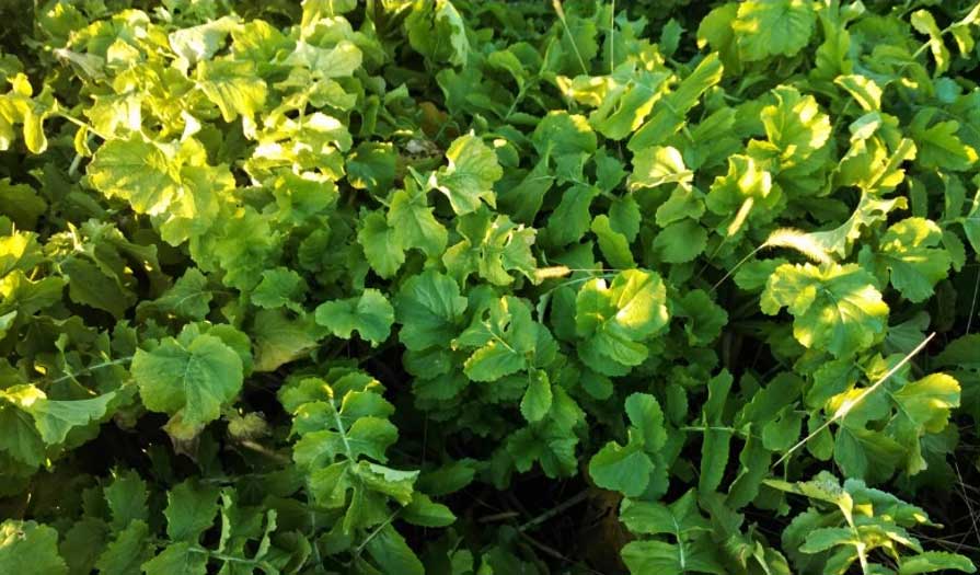 Photo - Forage radish or tillage radish - a cover crop species that can help remediate soil compaction by producing a large taproot.