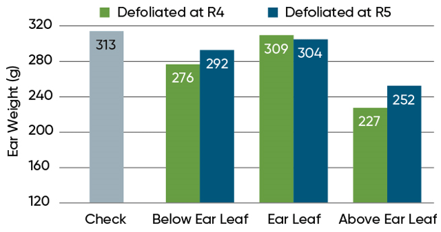 Ear weight with defoliation at R4 and R5 at the northeast Iowa demonstration location.