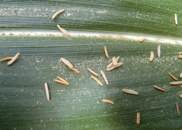 Corn anthers and pollen grains on a leaf. Anthers drop off of the tassel once their pollen has been released.