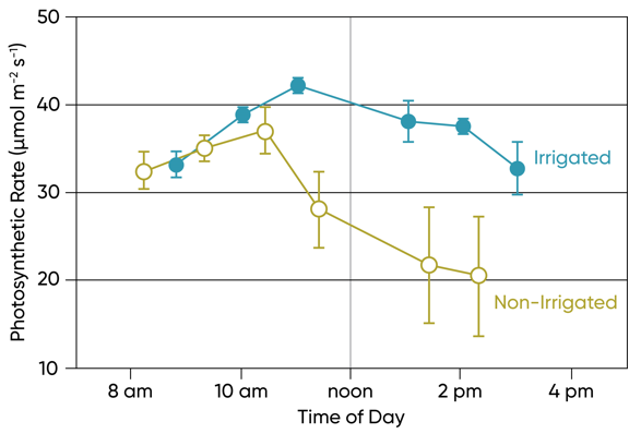 Leaf photosynthetic rate by time of day for irrigated and non-irrigated corn.