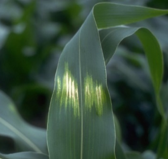 Photo - Corn leaf showing sunscald damage symptoms.