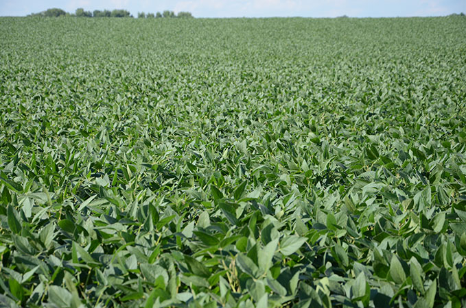Photo - Healthy soybean field - midseason