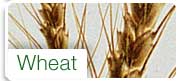 Wheat