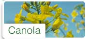 Canola