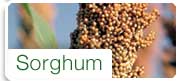 Sorghum