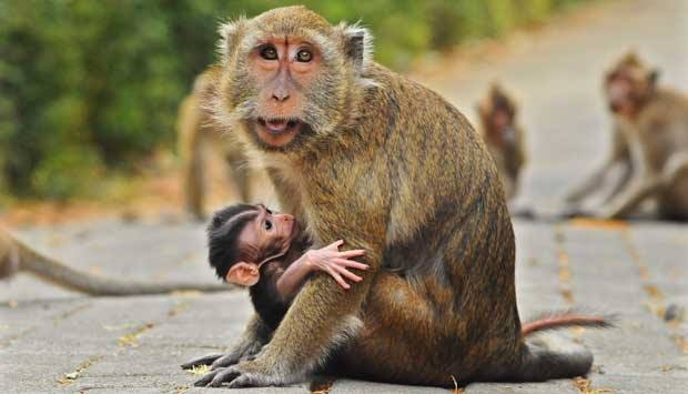 430+ Gambar Hewan Monyet Ekor Panjang Terbaru