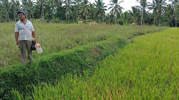 Petani Mohon Pemkab Nisel Bangunan Saluran Irigasi Persawahan