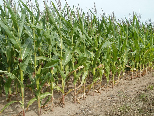 Kiat Dan Cara Menanam Jagung Manis Berkualitas Tinggi