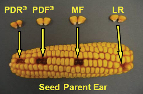 Corn Seed Size Chart