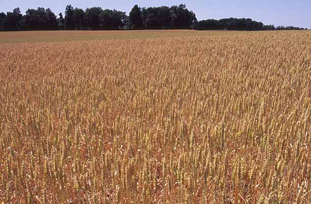 Image result for wheat in Eldoret