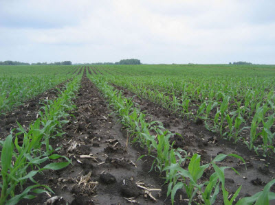 N-sufficient corn field at V5. Most N is applied for corn well ahead of the period of peak crop uptake (V8 to tasseling).