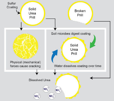 Breakdown of sulfur-coated urea.