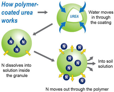 Release of N from polymer-coated urea. Adapted from Blaylock, 2010.