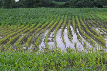 Photo: Flooded area of field with severe N deficiency.