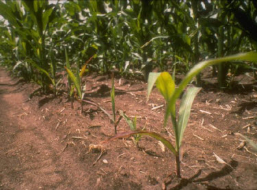 Photo: even response of corn to soil residues of imazaquin applied to soybeans the previous year.