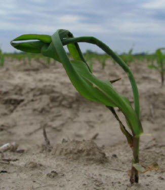 Photo: Buggy-whipping symptom from carryover of PPO herbicides to corn.