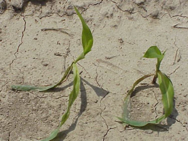 Photo: Leaf chlorosis and mid-vein breakage symptom from fomesafen carryover to corn.