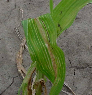Photo: Leaf necrosis symptom from fomesafen carryover to corn.
