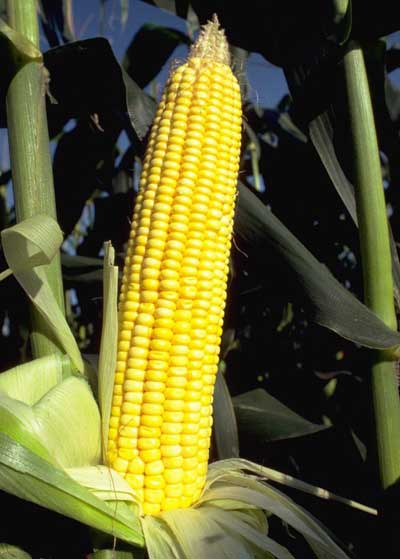 Corn kernel set requires the successful completion of several plant processes.